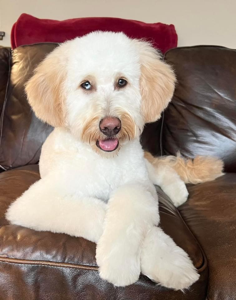 Finn