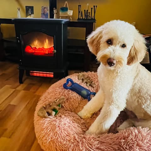 Finn