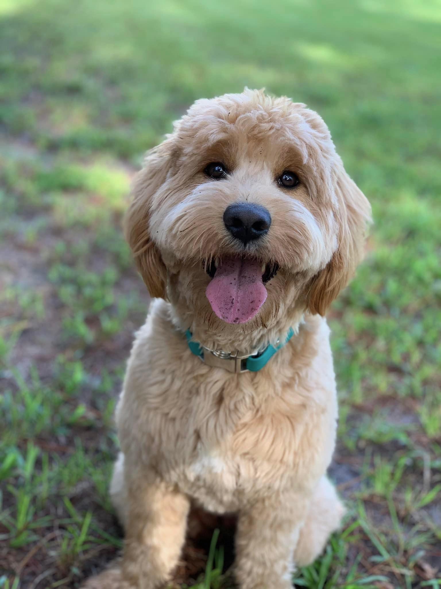 Addie - After Grooming
