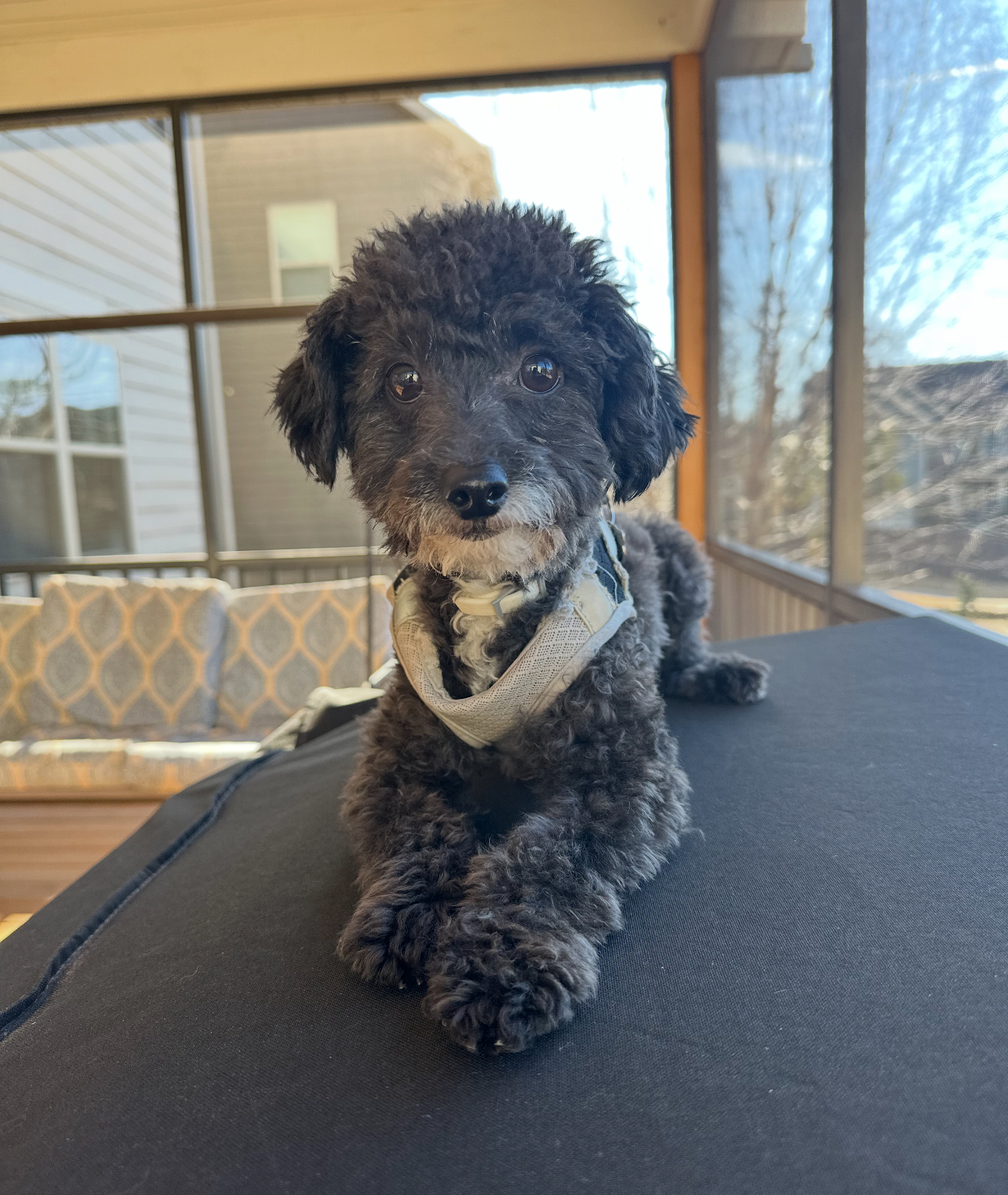 Elvis - Toy Poodle